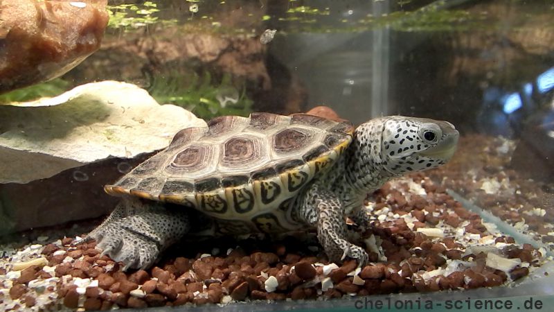 Diamantschildkröte, Malaclemys terrapin, – © Hans-Jürgen Bidmon Diamantschildkröte, Malaclemys terrapin, – © Hans-Jürgen Bidmon