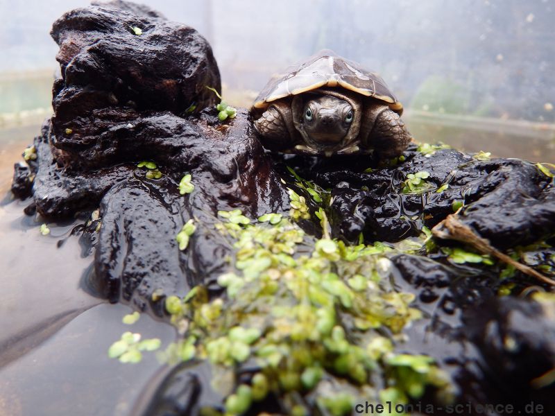 Chinesische Dreikielschildkröte, Mauremys reevesii, – © Hans-Jürgen Bidmon Chinesische Dreikielschildkröte, Mauremys reevesii, – © Hans-Jürgen Bidmon