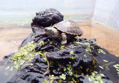 Mauremys reevesii – Chinesische Dreikielschildkröte