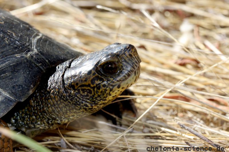Pazifische Sumpfschildkröte, Actinemys marmorata, – © H. Bradley Shaffer Pazifische Sumpfschildkröte, Actinemys marmorata, – © H. Bradley Shaffer