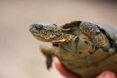 Kalifornische Sumpfschildkr&ouml;te, Actinemys pallida, &ndash; &copy; H. Bradley Shaffer