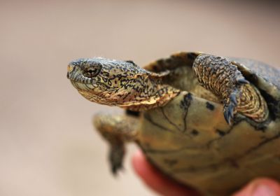 Actinemys pallida – Kalifornische Sumpfschildkröte