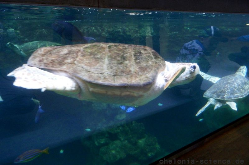 Unechte Karettschildkröte, Caretta caretta, – © Hans-Jürgen Bidmon Unechte Karettschildkröte, Caretta caretta, – © Hans-Jürgen Bidmon