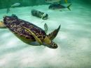Grüne Meeresschildkröte, Chelonia mydas, – © Hans-Jürgen Bidmon Grüne Meeresschildkröte, Chelonia mydas, – © Hans-Jürgen Bidmon