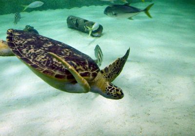 Chelonia mydas – Grüne Meeresschildkröte