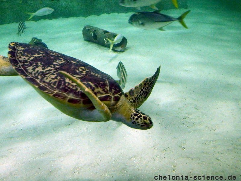 Grüne Meeresschildkröte, Chelonia mydas, – © Hans-Jürgen Bidmon