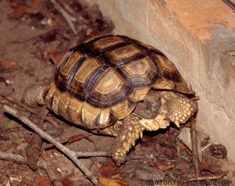 Argentinische Landschildkröte, Chelonoidis chilensis, – © Hans-Jürgen Bidmon Argentinische Landschildkröte, Chelonoidis chilensis, – © Hans-Jürgen Bidmon