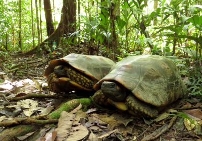 Waldschildkröte, Chelonoidis denticulata – © Thais Queiroz Morcatty