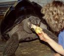 Galapagos-Riesenschildkr&ouml;te, Chelonoidis nigra, &ndash; &copy; Hans-J&uuml;rgen Bidmon