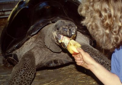 Chelonoidis nigra – Galapagos-Riesenschildkröte