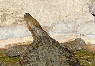 Vorderindische Kurzkopf-Weichschildkröte, Chitra indica, – © Hans-Jürgen-Bidmon