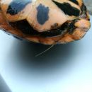 Tropfenschildkröte, Clemmys guttata, – © Michael Daubner