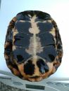Tropfenschildkröte, Clemmys guttata, – © Michael Daubner