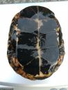 Tropfenschildkröte, Clemmys guttata, – © Michael Daubner