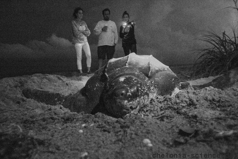 Lederschildkröte, Dermochelys coriacea, – © Jeanette Wyneken Lederschildkröte, Dermochelys coriacea, – © Jeanette Wyneken