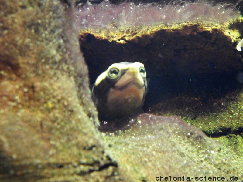 Rotbauch-Spitzkopfschildkröte, Emydura subglobosa, – © Hans-Jürgen Bidmon Rotbauch-Spitzkopfschildkröte, Emydura subglobosa, – © Hans-Jürgen Bidmon