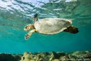 Echte Karettschildkröte, Eretmochelys imbricata, – © Enrico Marcovaldi Echte Karettschildkröte, Eretmochelys imbricata, – © Enrico Marcovaldi