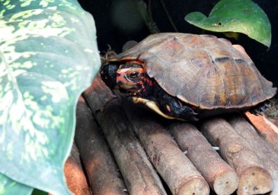 Geoemyda japonica – Japanische Zacken-Erdschildkröte