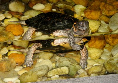 Glyptemys muhlenbergii – Moorschildkröte