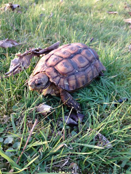 Kinixys lobatsiana John Zoran 02 Kinixys lobatsiana John Zoran 02