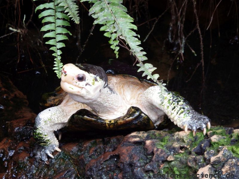 Sulawesi-Erdschildkröte, Leucocephalon yuwonoi, – © Hans-Jürgen Bidmon Sulawesi-Erdschildkröte, Leucocephalon yuwonoi, – © Hans-Jürgen Bidmon