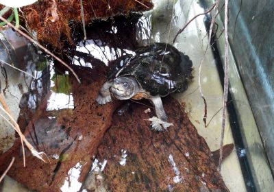 Sulawesi-Erdschildkröte, Leucocephalon yuwonoi, – © Hans-Jürgen Bidmon