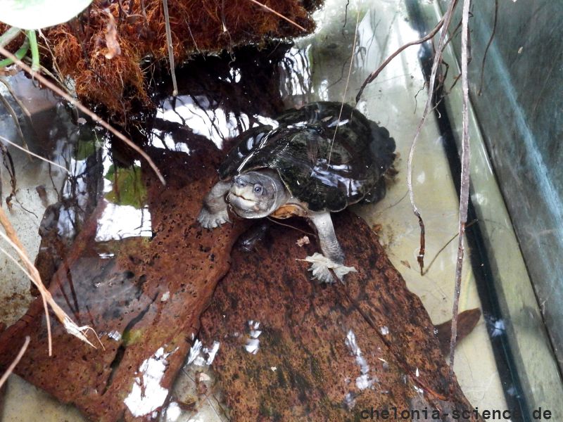 Sulawesi-Erdschildkröte, Leucocephalon yuwonoi, – © Hans-Jürgen Bidmon Sulawesi-Erdschildkröte, Leucocephalon yuwonoi, – © Hans-Jürgen Bidmon