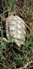 Spaltenschildkr&ouml;te, Malacochersus tornieri, &ndash; &copy; Hans-J&uuml;rgen Bidmon