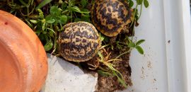 Spaltenschildkr&ouml;te, Malacochersus tornieri, &ndash; &copy; Hans-J&uuml;rgen Bidmon