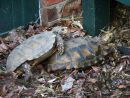 Hinterindische Waldschildkröte, Manouria impressa, das Männchen reitet auf – © Hans-Jürgen Bidmon