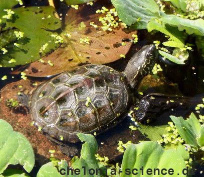 Chinesische Dreikielschildkröte, Mauremys reevesii, – © Hans-Jürgen Bidmon Chinesische Dreikielschildkröte, Mauremys reevesii, – © Hans-Jürgen Bidmon