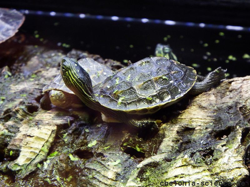 Mauremys sinensis Chinesische Streifenschildkröte