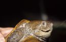 Großkopfschildkröte, Platysternon megacephalum, – © Hans-Jürgen Bidmon Großkopfschildkröte, Platysternon megacephalum, – © Hans-Jürgen Bidmon