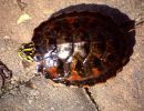 Florida-Rotbauch-Schmuckschildkröte, Pseudemys nelsoni, – © Hans-Jürgen Bidmon