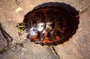Florida-Rotbauch-Schmuckschildkröte, Pseudemys nelsoni, – © Hans-Jürgen Bidmon