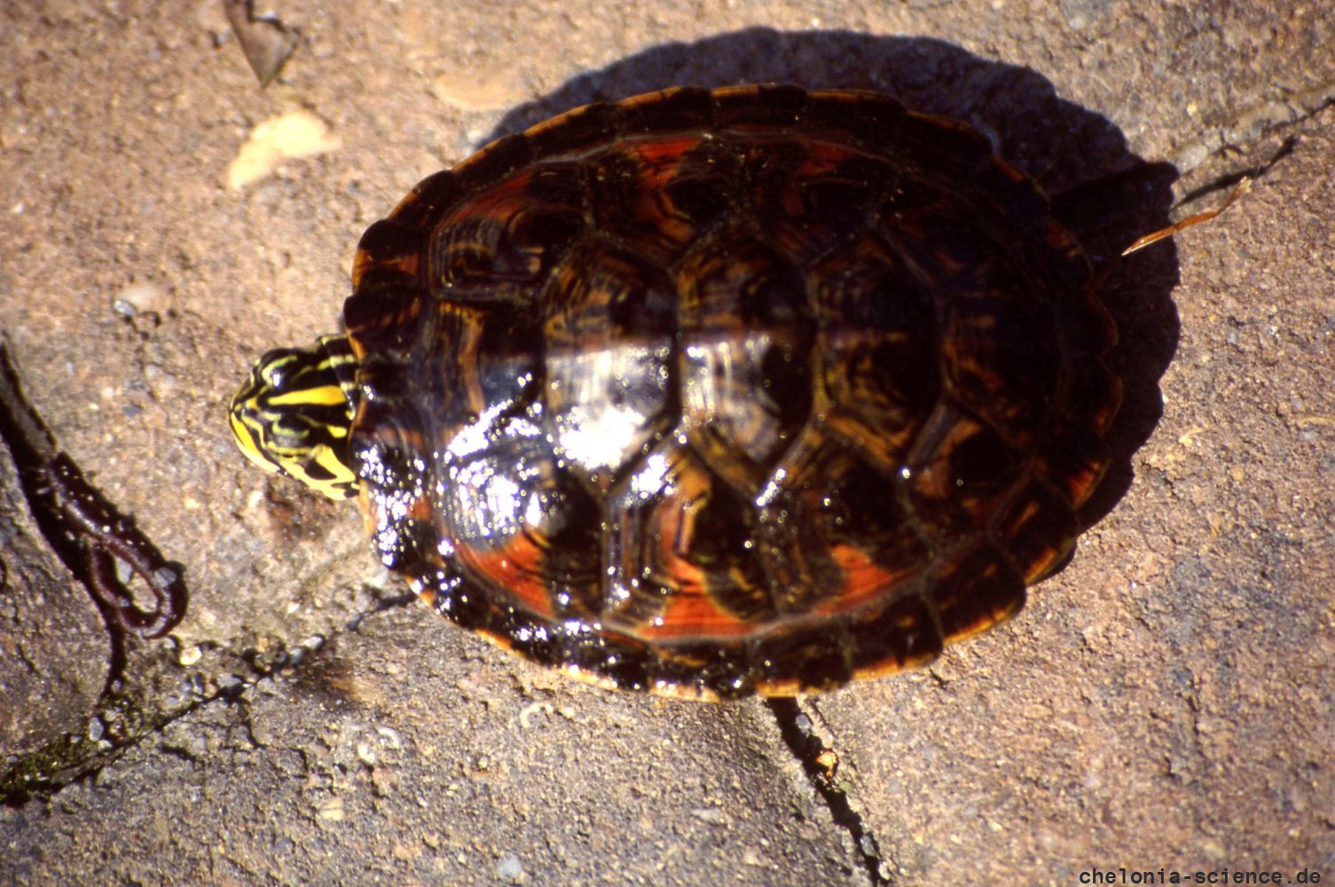 Florida-Rotbauch-Schmuckschildkröte, Pseudemys nelsoni, – © Hans-Jürgen Bidmon