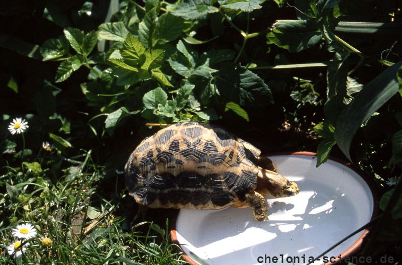 Madagassische Spinnenschildkröte, Pyxis arachnoides, – © Hans-Jürgen Bidmon Madagassische Spinnenschildkröte, Pyxis arachnoides, – © Hans-Jürgen Bidmon