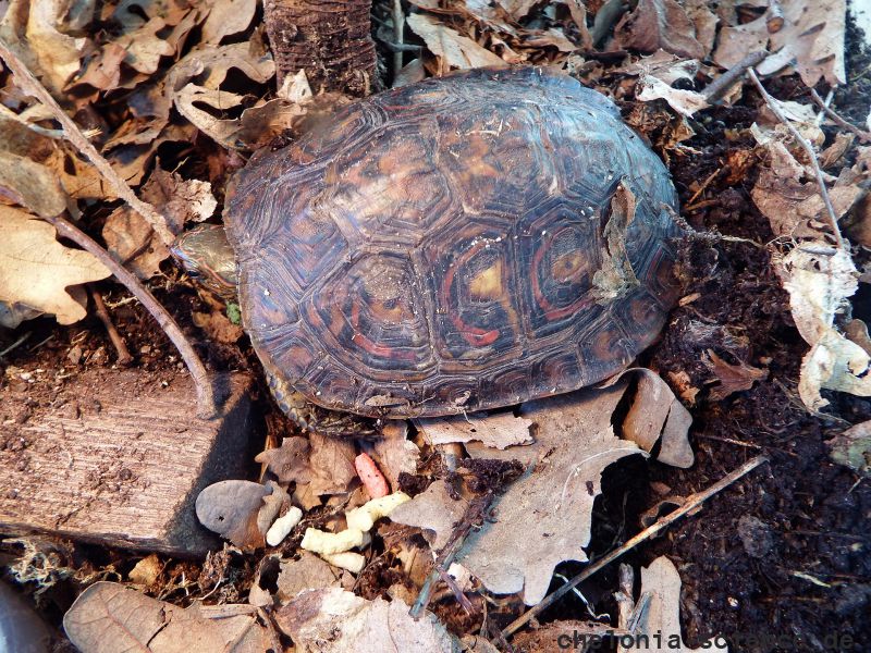 Costa-Rica-Pracht-Erdschildkröte, Rhinoclemmys pulcherrima manni, – © Hans-Jürgen Bidmon