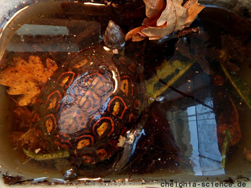 Costa-Rica-Pracht-Erdschildkröte, Rhinoclemmys pulcherrima manni, – © Hans-Jürgen Bidmon Costa-Rica-Pracht-Erdschildkröte, Rhinoclemmys pulcherrima manni, – © Hans-Jürgen Bidmon