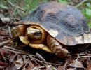 Colima-Erdschildkröte, Rhinoclemmys rubida perixantha, – © Taggert G. Butterfield