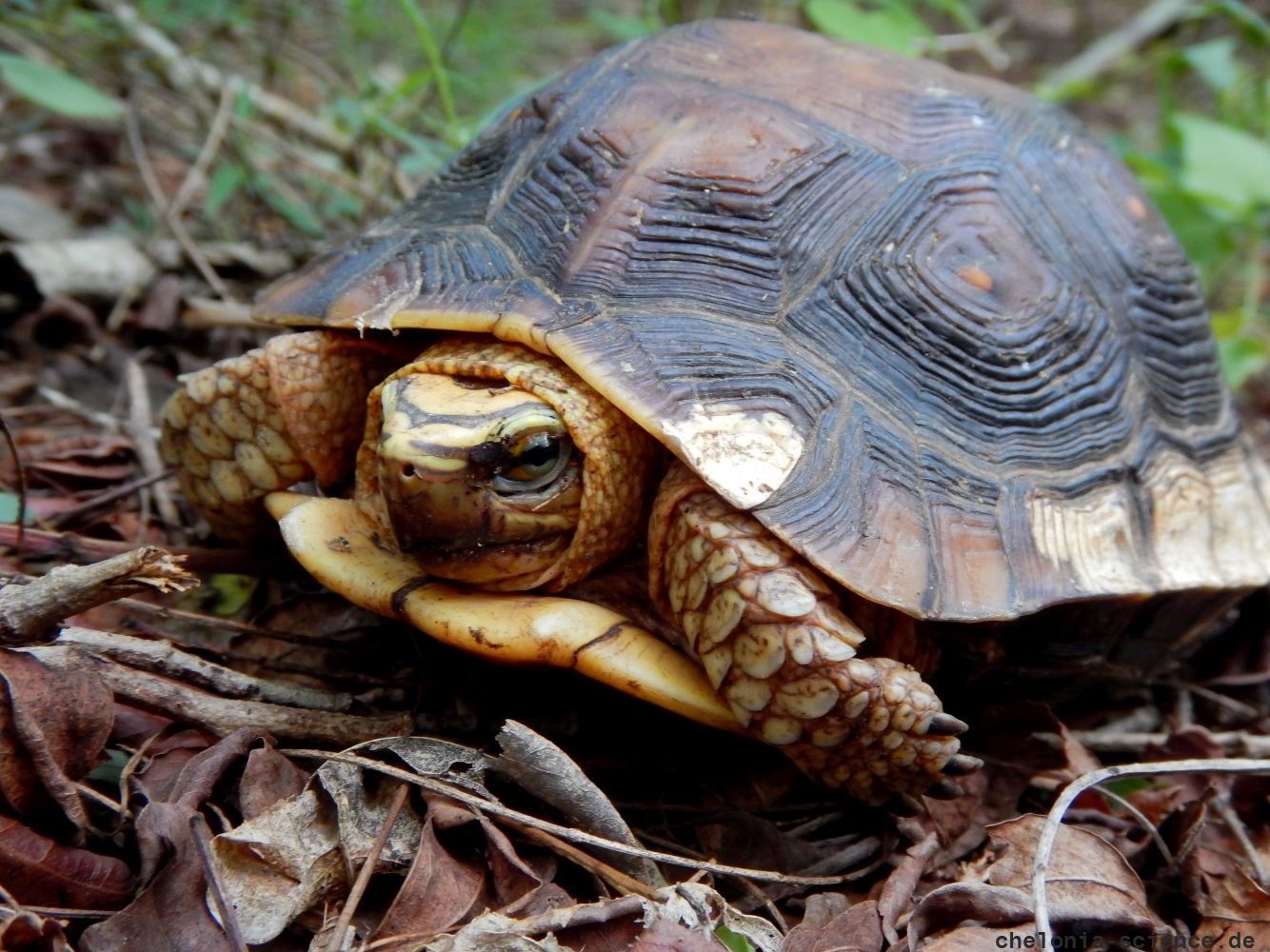 Colima-Erdschildkröte, Rhinoclemmys rubida perixantha, ein adultes Tier – © Taggert G. Butterfield
