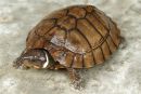 Philippinen-Erdschildkr&ouml;te, Siebenrockiella leytensis, &ndash; &copy; Y. Emerson