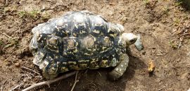 Pantherschildkröte, Stigmochelys pardalis, – © Hans-Jürgen Bidmon Pantherschildkröte, Stigmochelys pardalis, – © Hans-Jürgen Bidmon