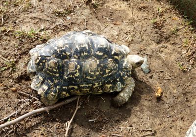 Pantherschildkröte, Stigmochelys pardalis, – © Hans-Jürgen Bidmon. Pantherschildkröte, Stigmochelys pardalis, – © Hans-Jürgen Bidmon