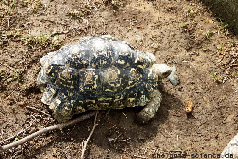 Pantherschildkröte, Stigmochelys pardalis, – © Hans-Jürgen Bidmon Pantherschildkröte, Stigmochelys pardalis, – © Hans-Jürgen Bidmon