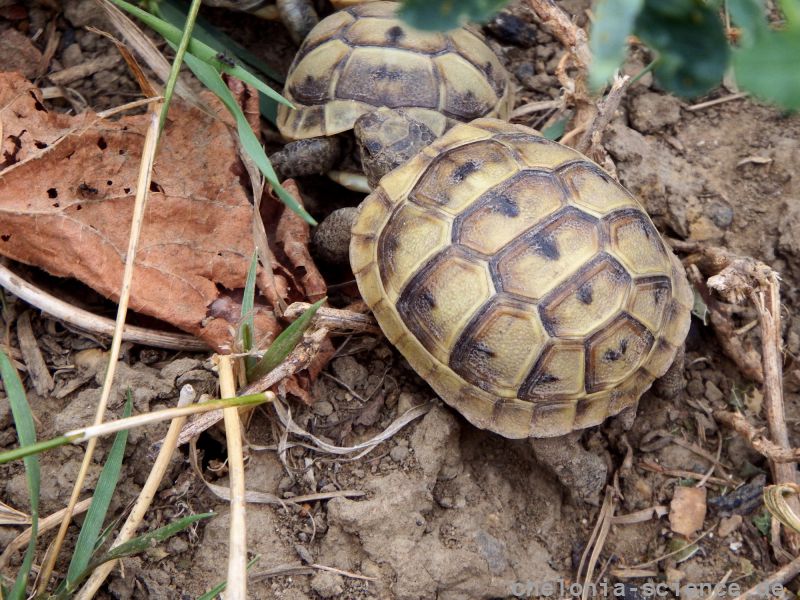 Maurische Landschildkröte, Testudo graeca, – © Hans-Jürgen Bidmon Maurische Landschildkröte, Testudo graeca, – © Hans-Jürgen Bidmon