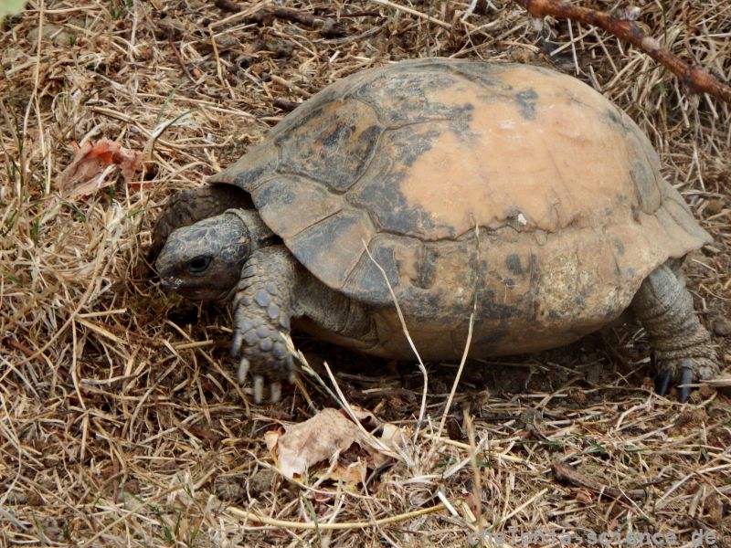 Maurische Landschildkröte, Testudo graeca, – © Hans-Jürgen Bidmon Maurische Landschildkröte, Testudo graeca, – © Hans-Jürgen Bidmon