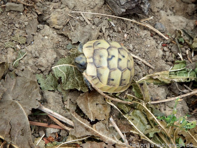 Maurische Landschildkröte, Testudo graeca, – © Hans-Jürgen Bidmon Maurische Landschildkröte, Testudo graeca, – © Hans-Jürgen Bidmon