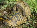 Griechische Landschildkr&ouml;te, Testudo hermanni boettgeri, &ndash; &copy; Hans-J&uuml;rgen Bidmon