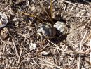 Griechische Landschildkr&ouml;te, Testudo hermanni boettgeri, &ndash; &copy; Hans-J&uuml;rgen Bidmon